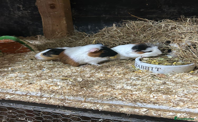 Guinea Pig rodents - Advert 1