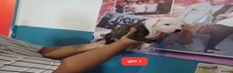 Staffordshire Bull Terrier dogs for sale: Adorable puppy for Staffordshire Bull Terrier - Advert 15