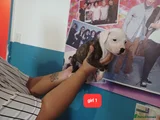 Staffordshire Bull Terrier 7