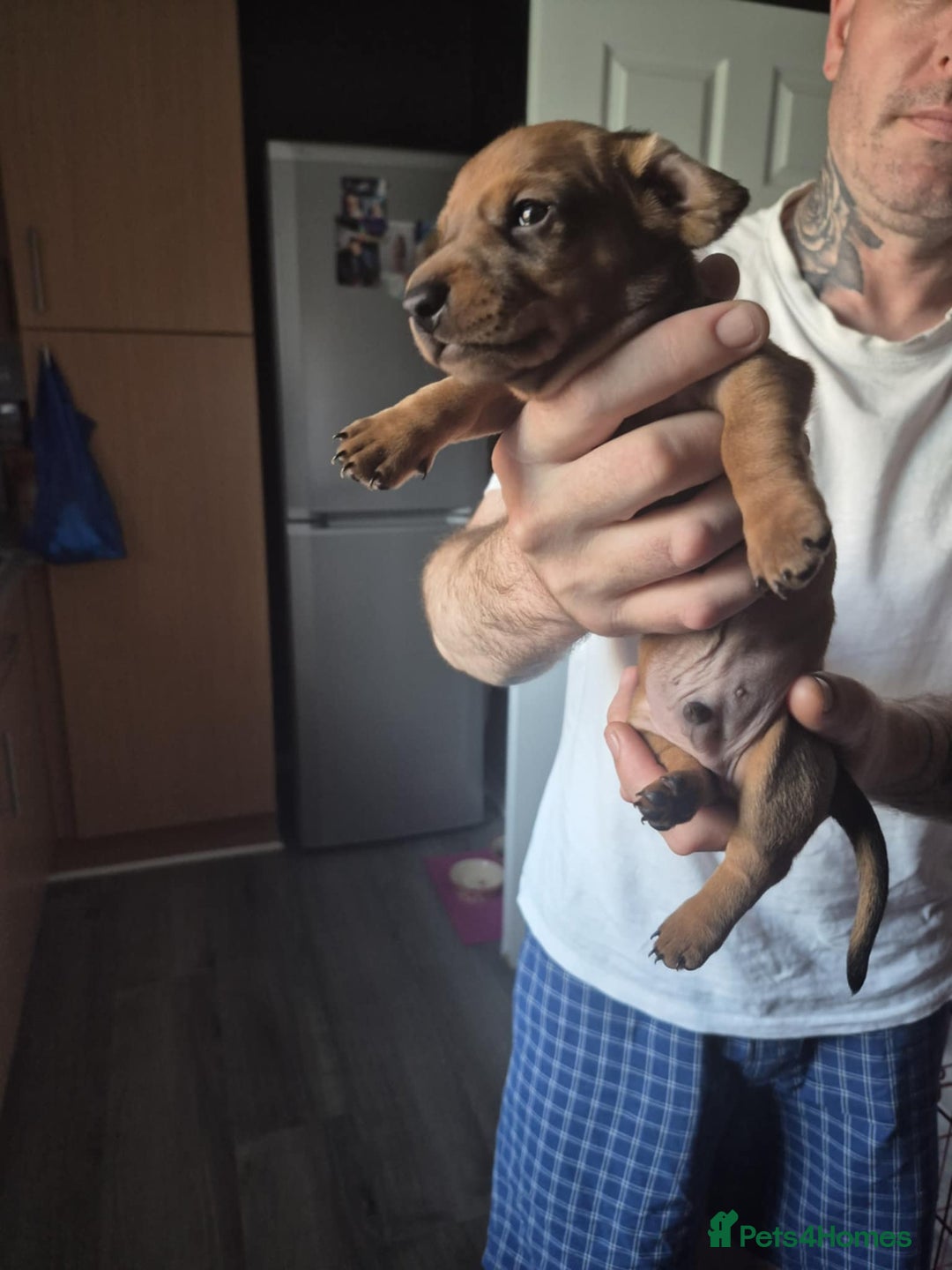 Dachshund dogs for sale: Dachshund puppies  - Image 8