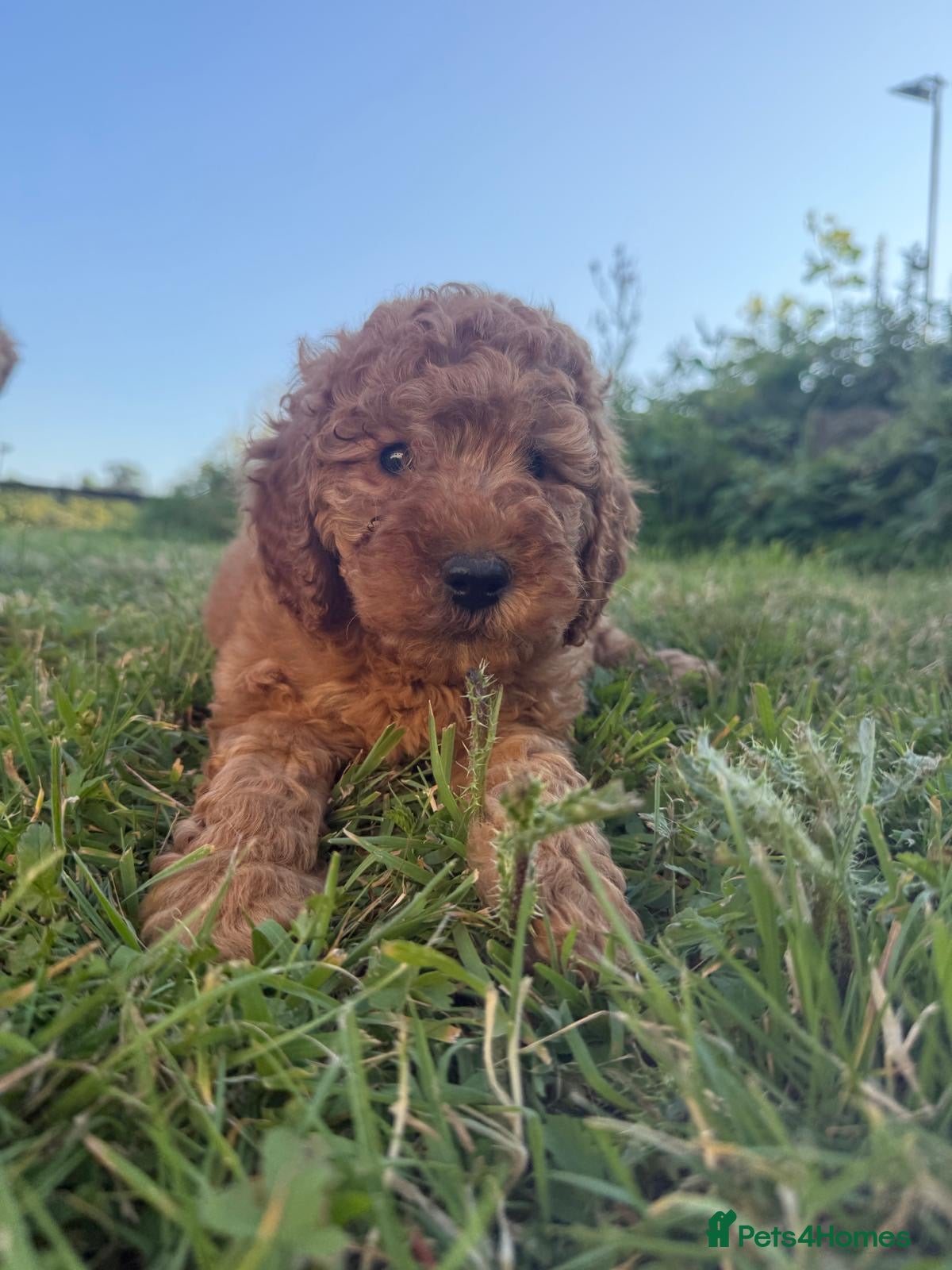 Labradoodle dogs F1BB MINIATURE Labradoodles LAST pup left  - Advert 14