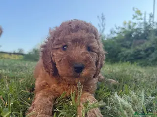 Labradoodle dogs F1BB MINIATURE Labradoodles LAST pup left - Advert 14