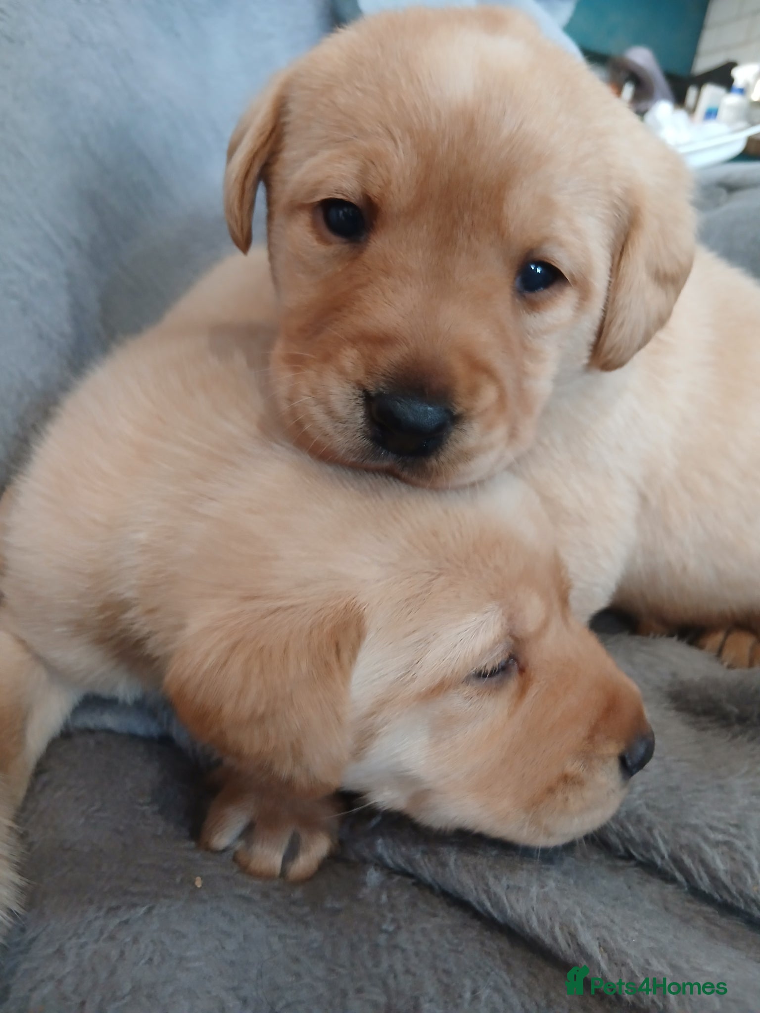 Labrador Retriever dogs Gorgeous chunky labrador puppies - Advert 3
