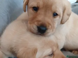 Labrador Retriever dogs Gorgeous chunky labrador puppies - Advert 6