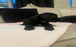 Cockapoo dogs for sale: 4 Stunning and Healthy cockapoos *2 girls 2boys* - Image 11