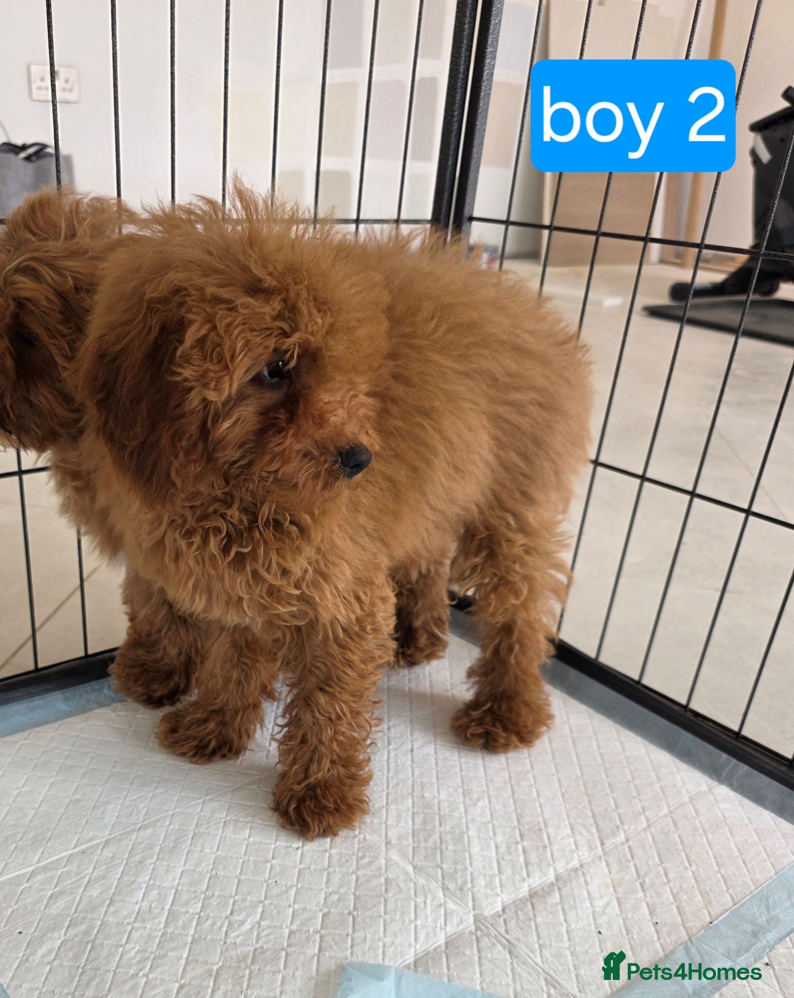Cavapoo dogs 2 left Adorable F1B Cavapoo puppies for sale  - Advert 2