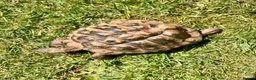 Tortoise reptiles for sale: Hermanns Tortoise - 18yr Old Male - Advert 1