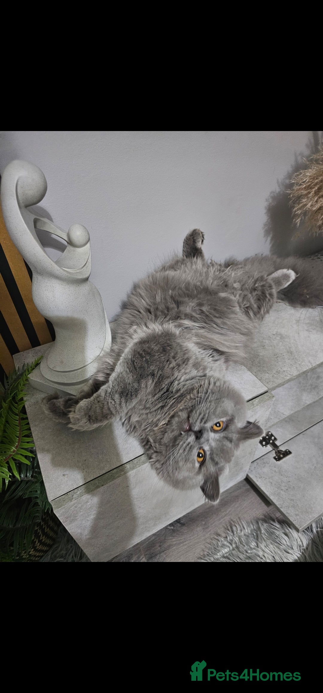 British Shorthair cats for sale: British Shorthair Cat Male Champion Bloodline - Image 1