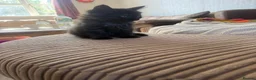 Maine Coon cats for sale: Mixed mainecoons  - Advert 6