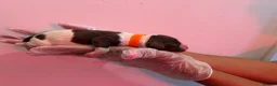 English Springer Spaniel dogs for sale: English Springer Spaniel  in Saint Helens - Advert 29