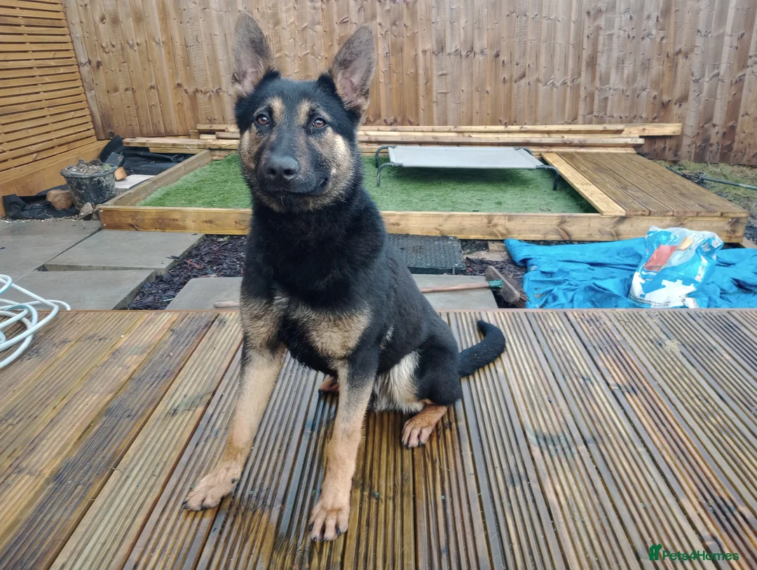 Belgian Shepherd Dog dogs for sale: Intelligent dutch herder x belgian malinois - Advert 2