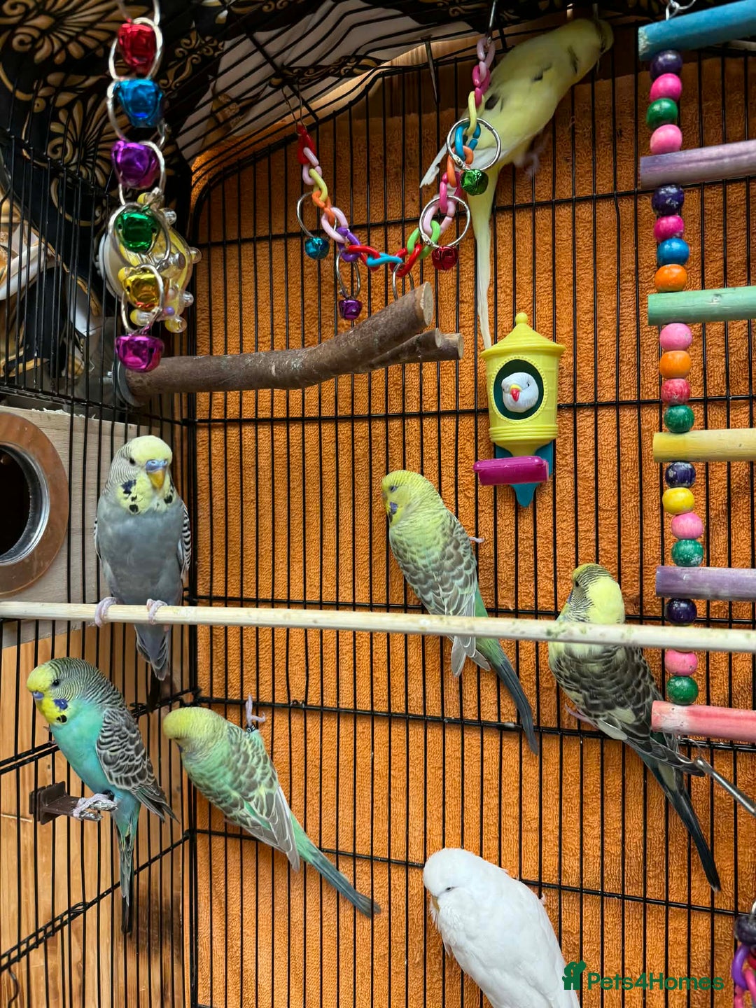 Budgerigars birds for sale: Budgies for sale - Advert 2