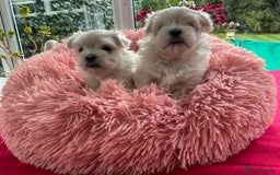 Maltese dogs for sale: Gorgeous Maltese puppies  - Image 2