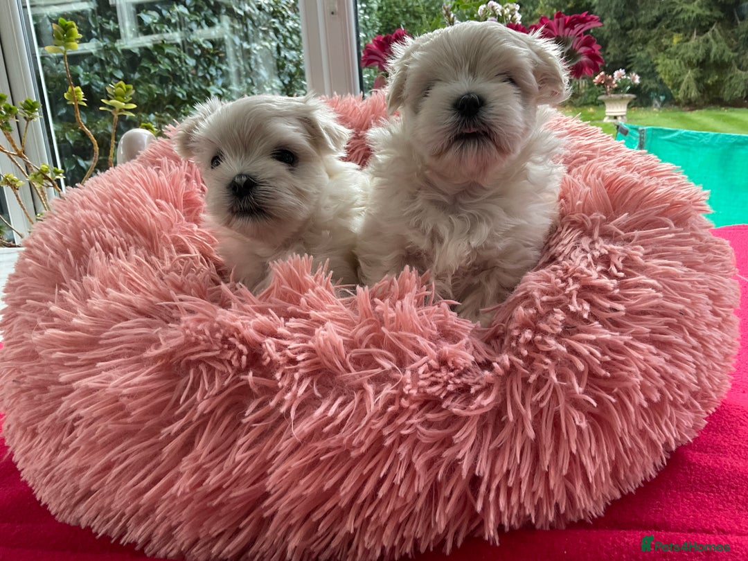 Maltese dogs for sale: Gorgeous Maltese puppies  - Image 2