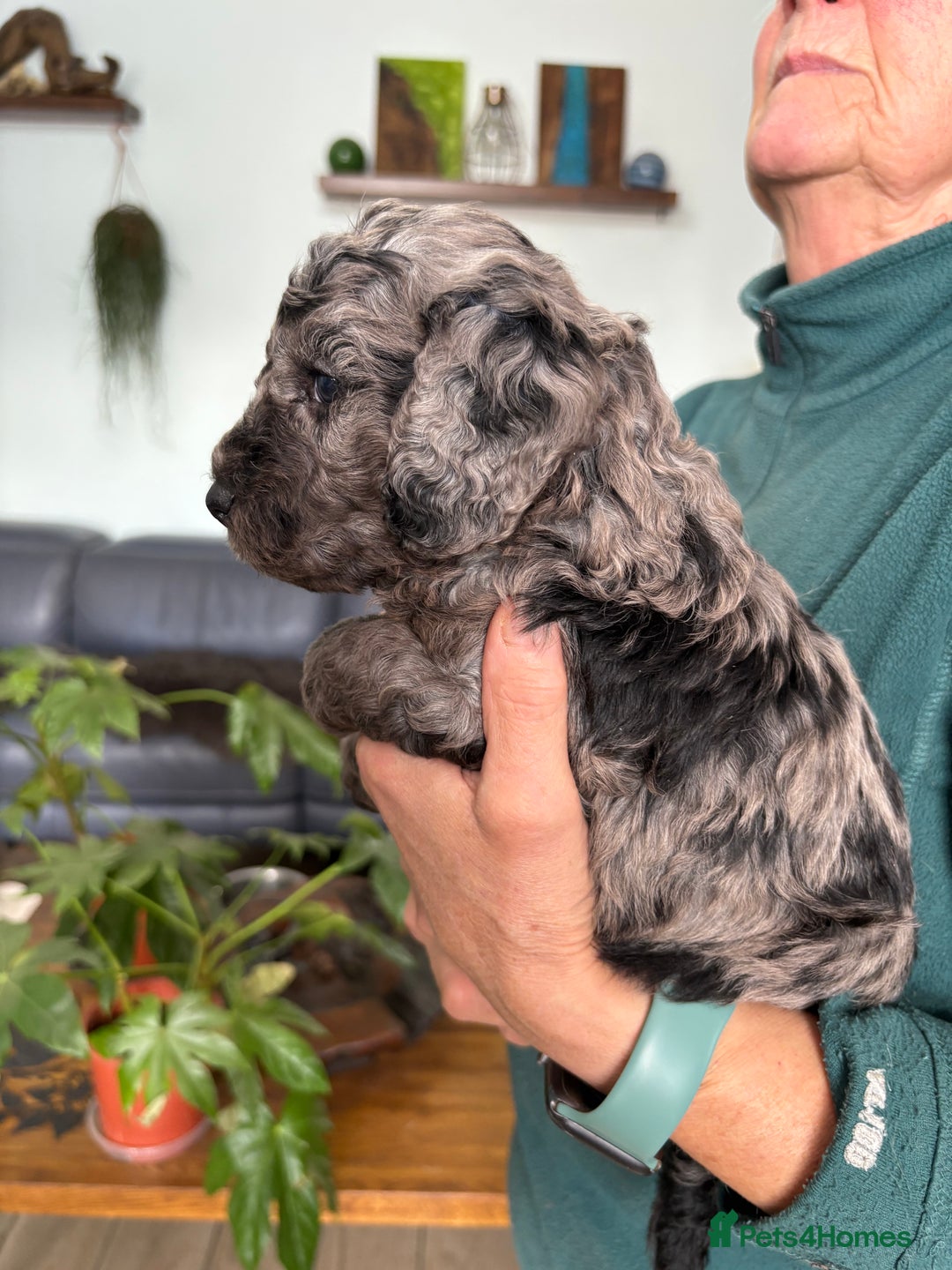 Cockapoo dogs for sale: Unique Rare Merle F1B Cockapoo Puppies - Image 10