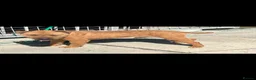 Lakeland Terrier dogs for sale: Lakeland terriers READY NOW - Advert 25