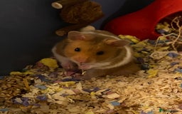 Hamster rodents for sale: Syrian hamster  - Image 5