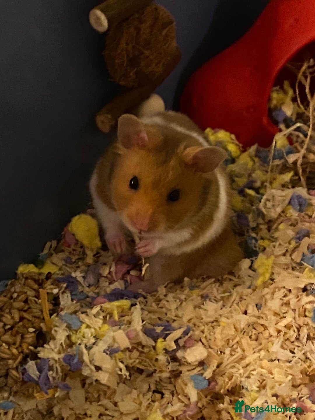 Hamster rodents for sale: Syrian hamster  - Image 5