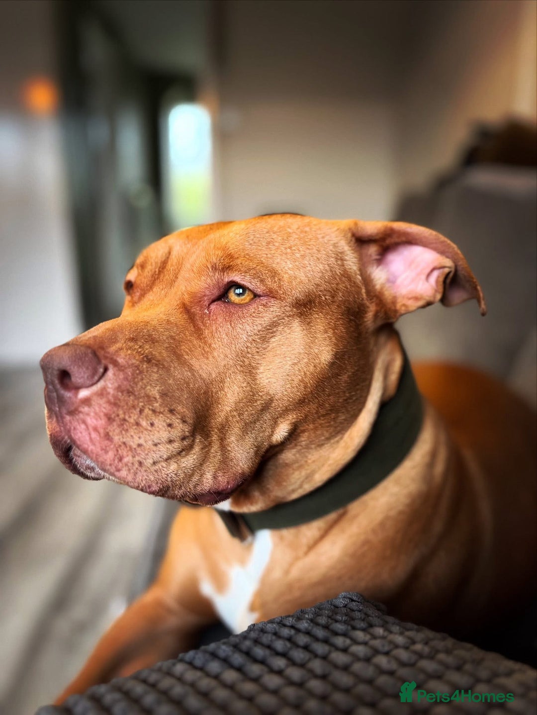 Mixed Breed dogs for sale: Loving staffy x American bully seeks forever home - Advert 2