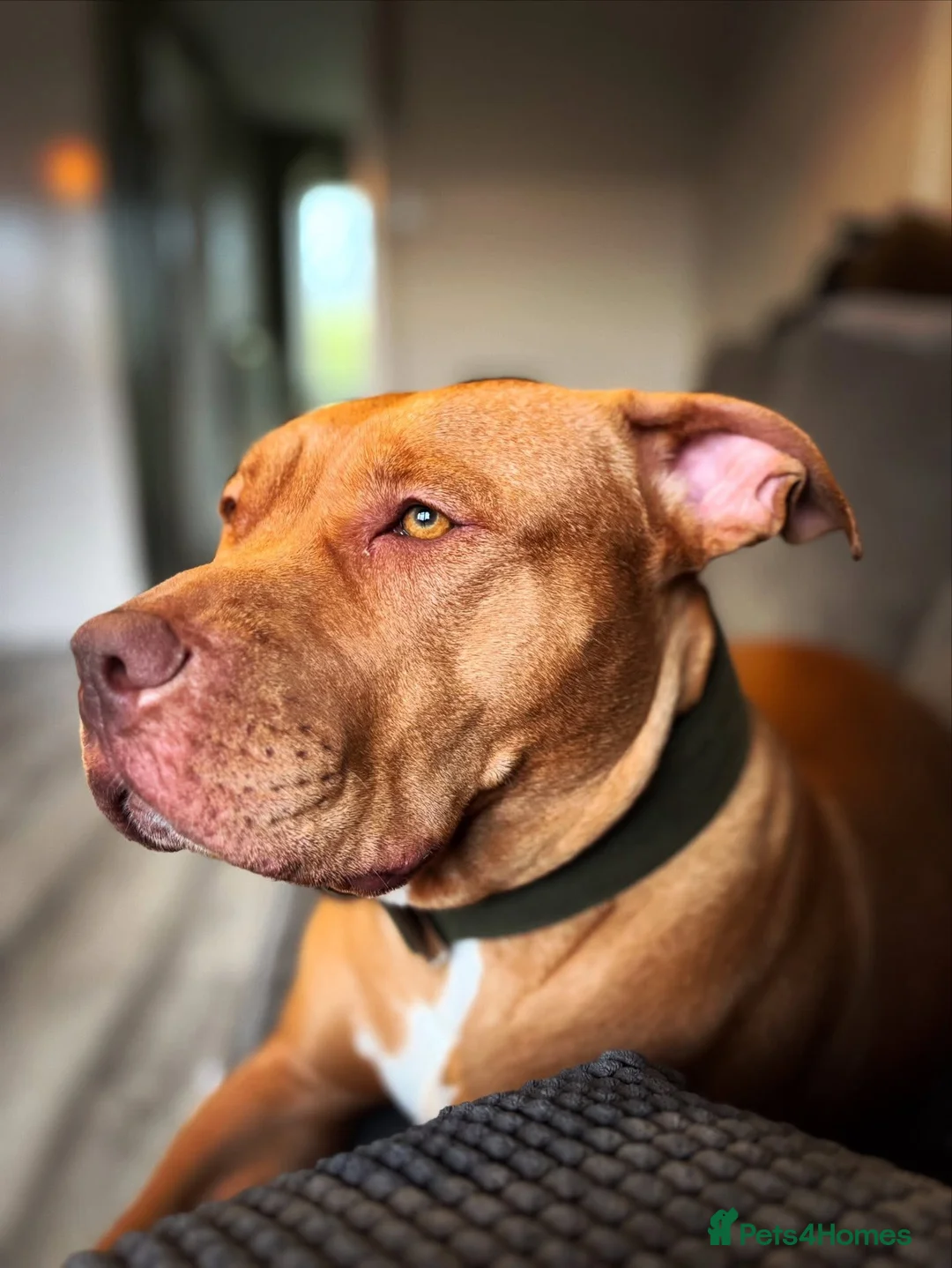 Mixed Breed dogs for sale: Loving staffy x American bully seeks forever home - Advert 2