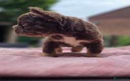 French Bulldog dogs for sale: Fluffy french bulldogs carrying Pink - Image 6