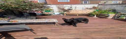 German Shepherd dogs for sale: Lucy  - Advert 2