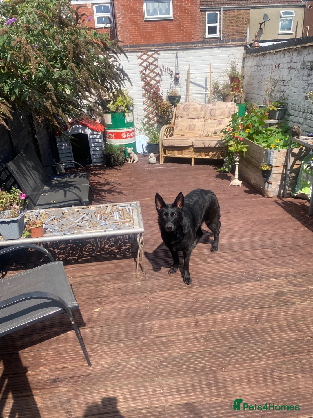 German Shepherd dogs for sale: Lucy  - Advert 2