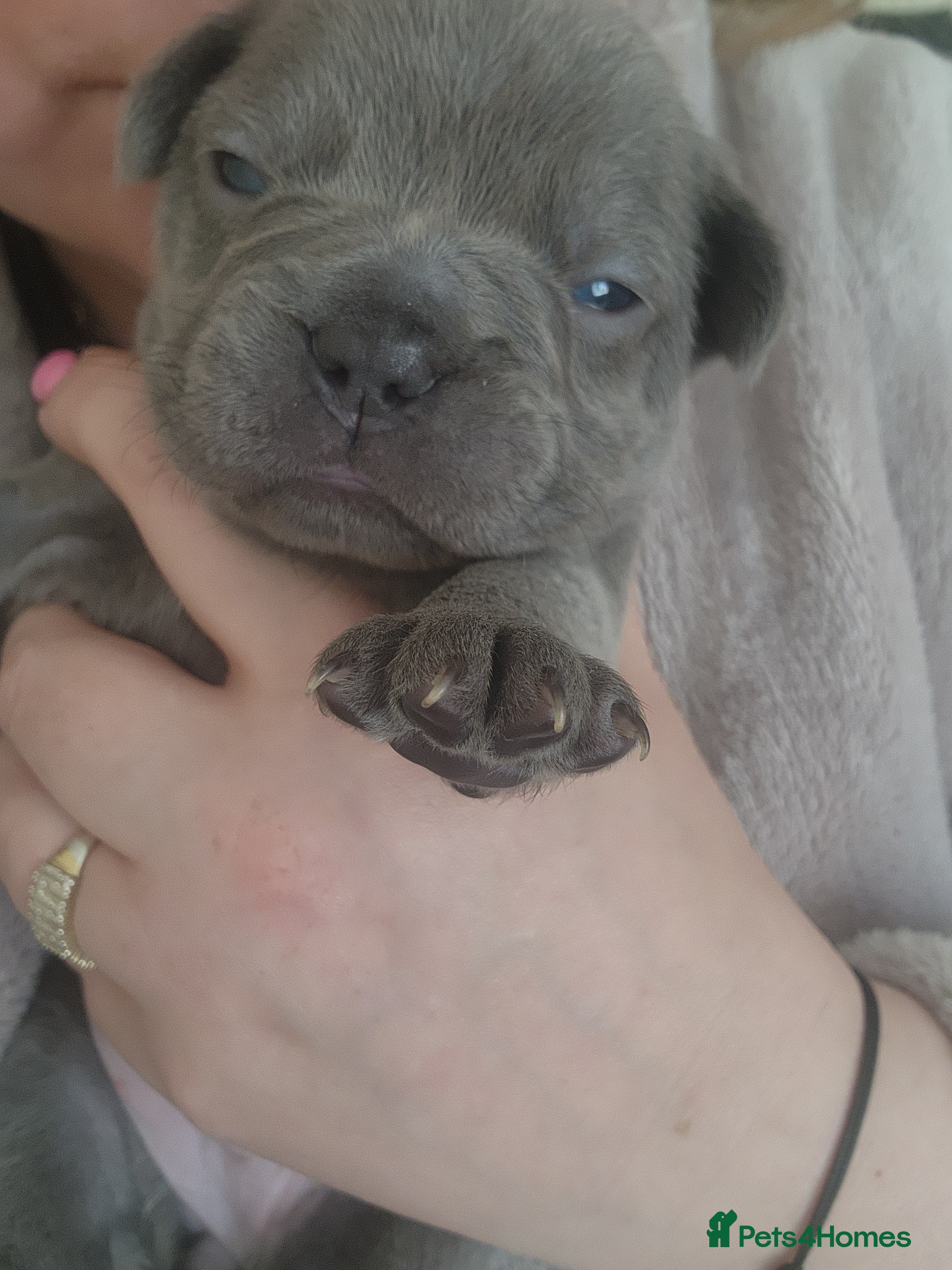 French Bulldog dogs for sale: French Bulldog puppies - Advert 10