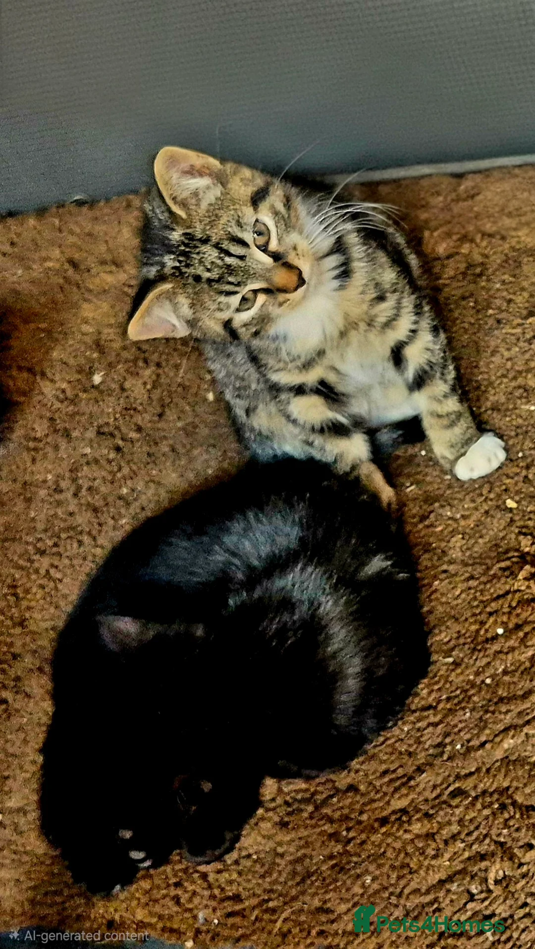 Mixed Breed cats for sale: 1 girl & 1 boy in Coventry - Advert 2