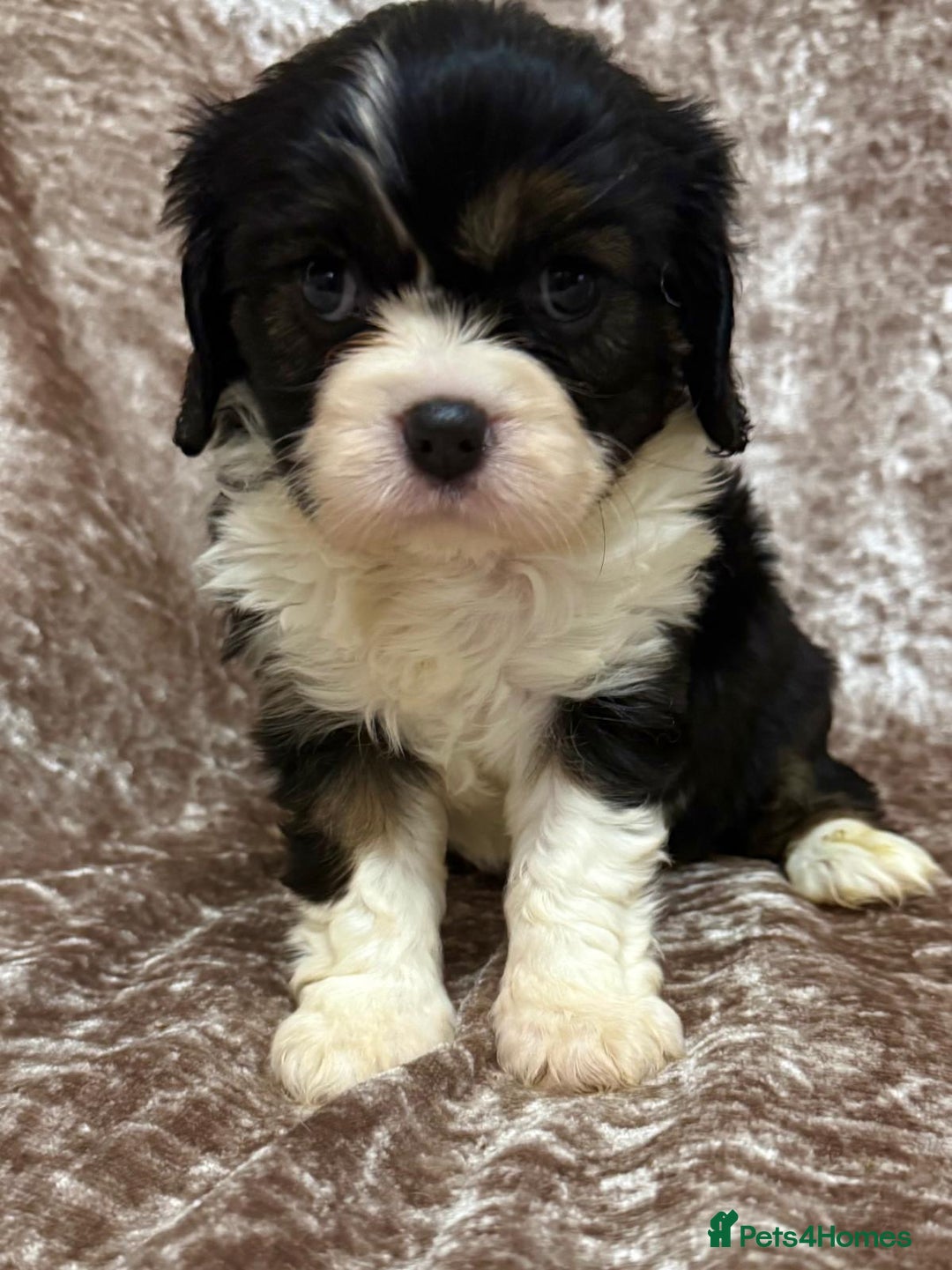 Cavalier King Charles Spaniel dogs for sale: BEAUTIFUL CAVALIER PUPPIES READY TO LEAVE! - Image 12