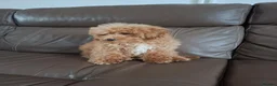 Schnoodle dogs for sale: Schnoodle pup - Advert 4