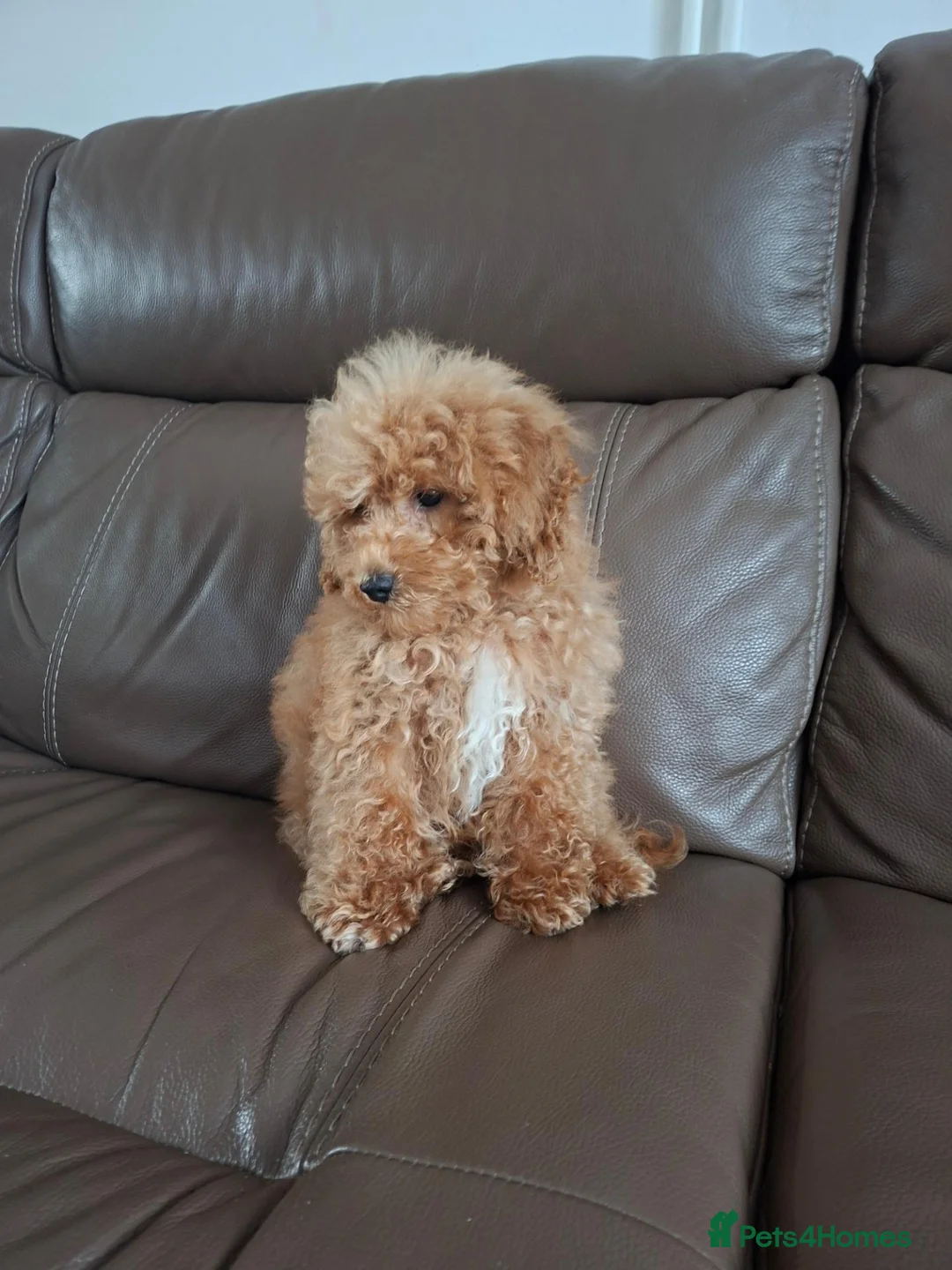 Schnoodle dogs for sale: Schnoodle pup - Advert 4