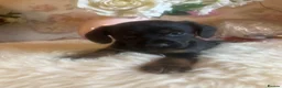 Mixed Breed dogs for sale: Cocker spaniel - Advert 9