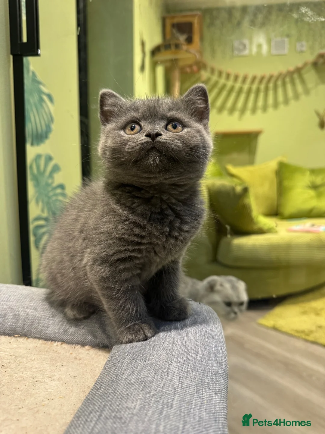 British Shorthair cats for sale: Ready for rehoming BSH / Scottish striaghts - Advert 1
