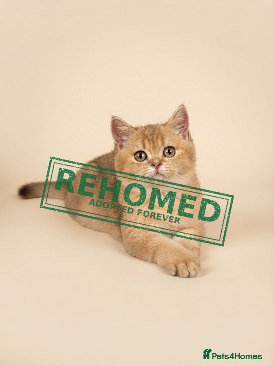 British Longhair cats 🐾 TICA Reg B.S.H Boy 🐾 - Advert 2