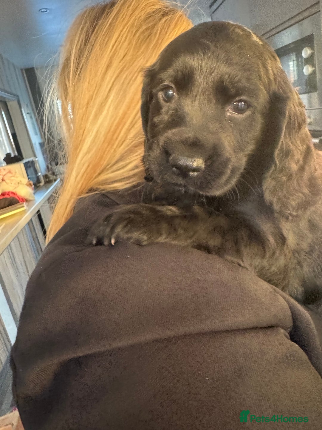 Cockapoo dogs for sale: Beautiful black F1B cockapoo boy ready next week  - Advert 9