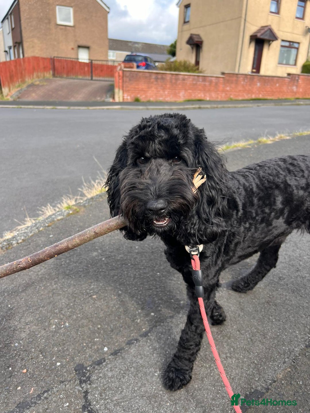 Cockapoo dogs for stud: F1 cockapoo for Stud  in Johnstone - Advert 2