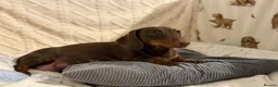 Dachshund dogs for sale: Gorgeous Miniature Dachshunds  in Deal - Advert 21