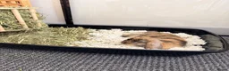 Mini Lop rabbits for sale: Beautiful Harlequin Minilop in Brighton - Advert 3