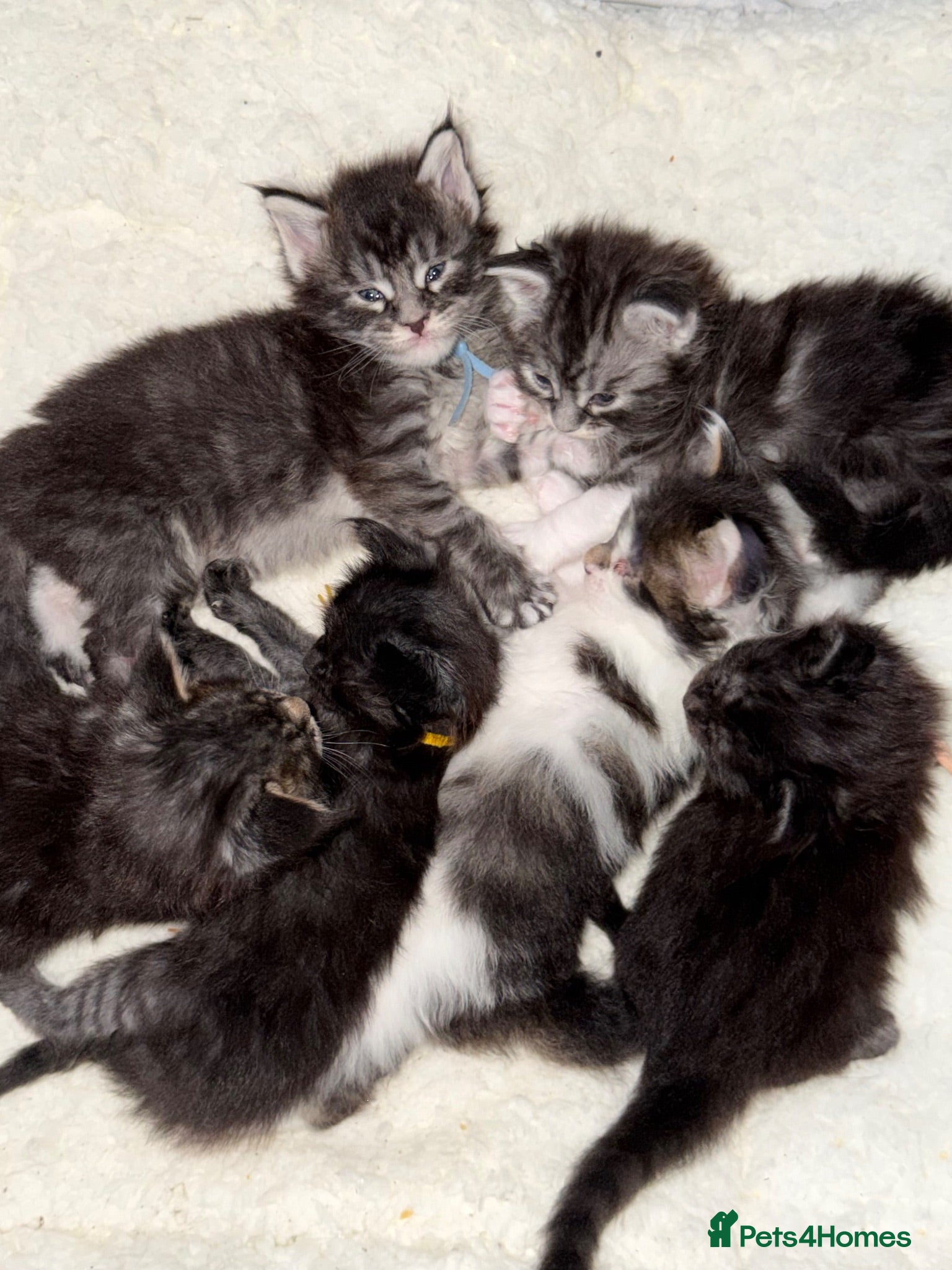 Maine Coon cats 6 beautiful Maine coon kittens  - Advert 18