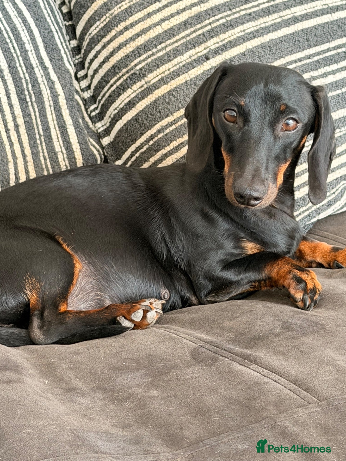 Dachshund dogs Dachshund pups looking for their forever home  - Advert 1