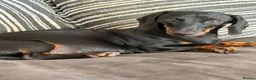 Dachshund dogs for sale: Dachshund pups looking for their forever home  - Advert 1