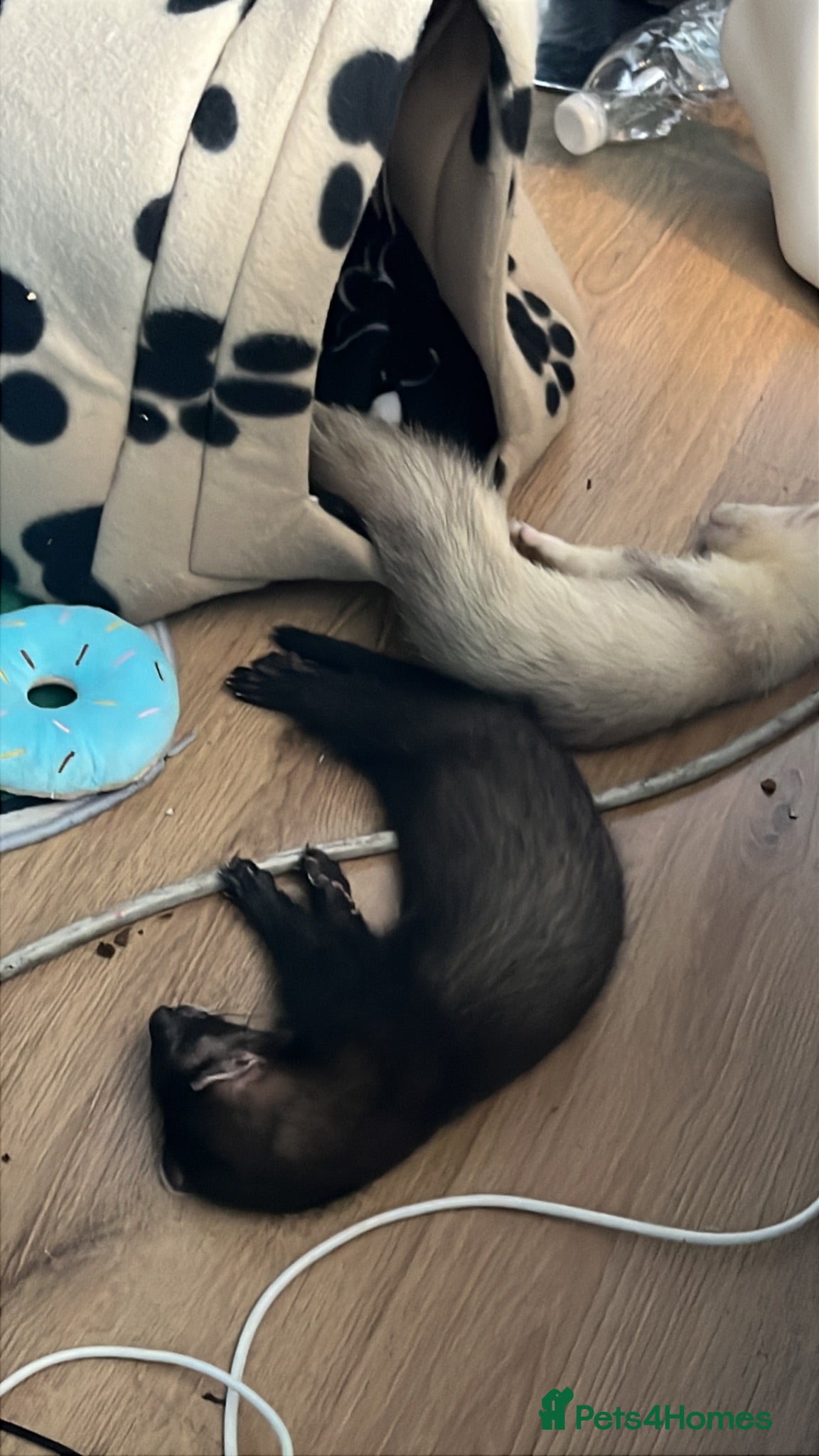 Ferret rodents 2 male ferrets - Advert 1