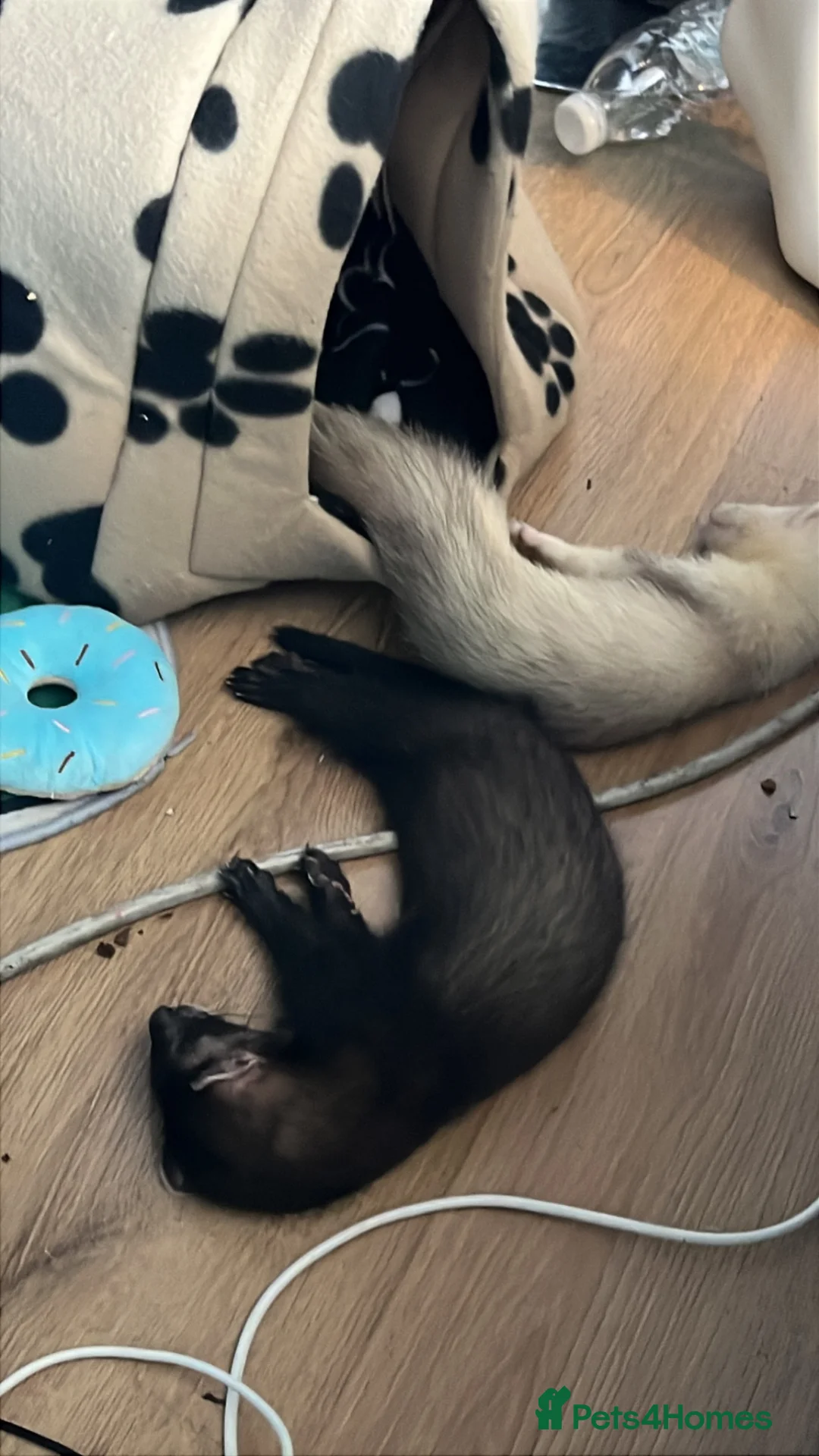 Ferret rodents for sale: 2 male ferrets - Advert 1