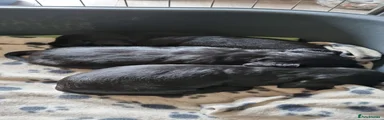 Cocker Spaniel 2