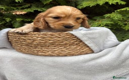 Cocker Spaniel dogs for sale: GORGEOUS SHOW TYPE SABLES COCKER SPANIAL PUPPIES - Image 8