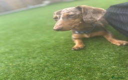 Miniature Dachshund dogs for sale: Pup for sale due to change in job - Image 2