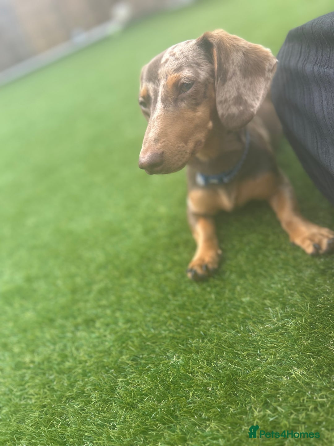Miniature Dachshund dogs for sale: Pup for sale due to change in job - Image 2