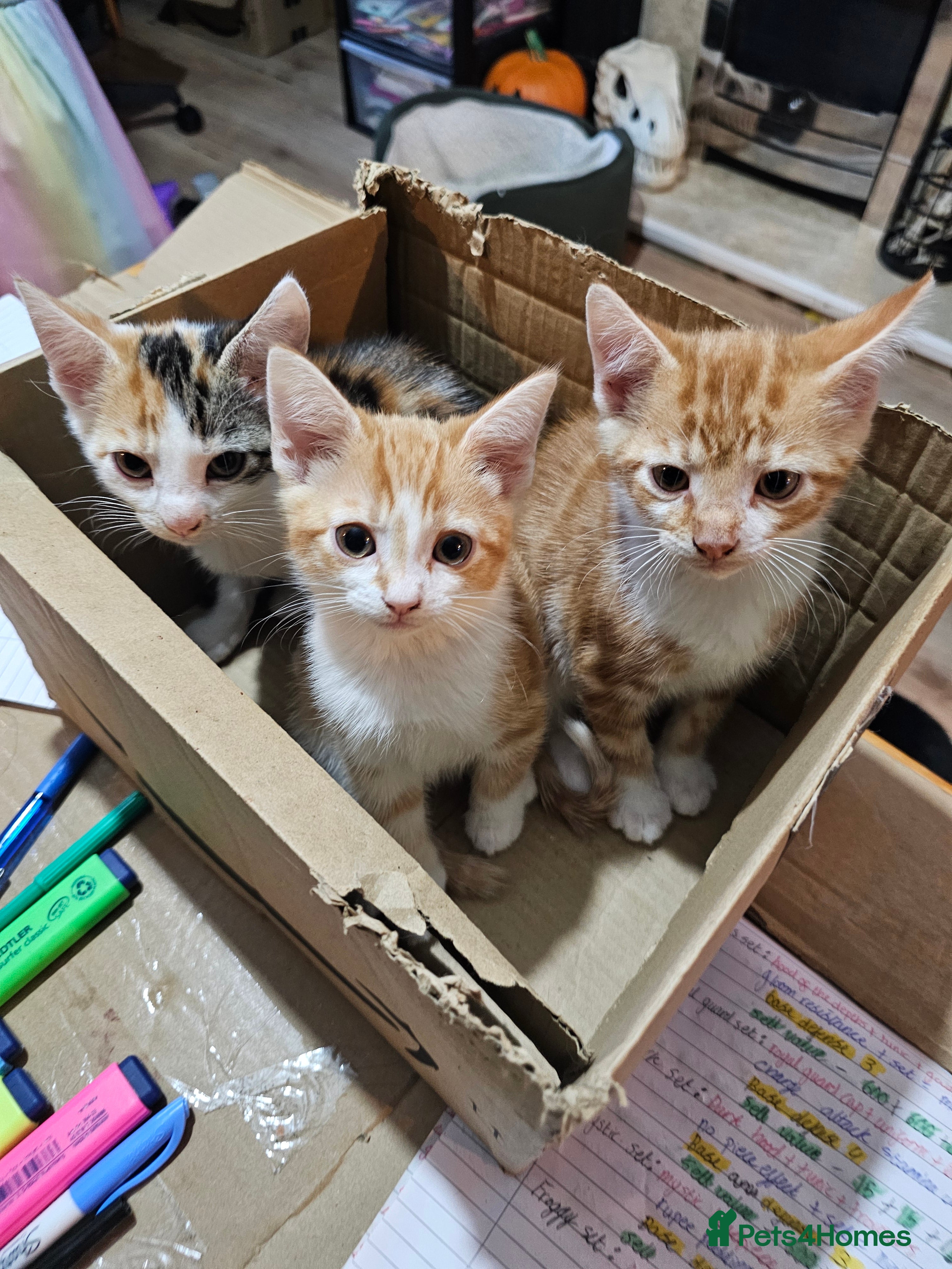 Mixed Breed cats Beautiful kittens available for sale - Advert 6