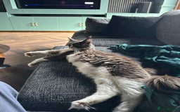 Maine Coon cats for sale: Beautiful Maine Coon Girl - Image 6